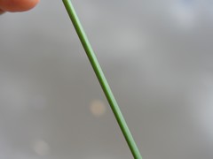 Juncus continuus