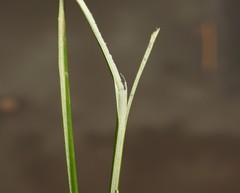 Juncus continuus