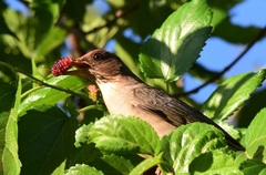 Turdus amaurochalinus