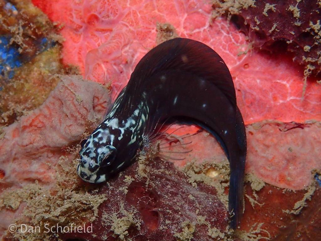 Black combtooth blenny (Ecsenius namiyei) — Blenniidae