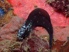 ニラミギンポ