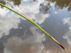 Juncus continuus