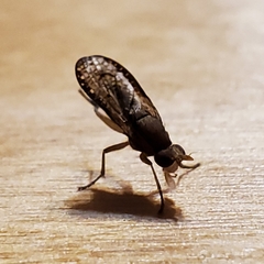 Trypetoptera canadensis