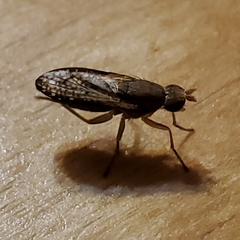 Trypetoptera canadensis