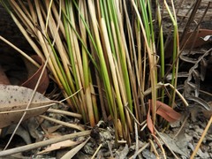 Juncus continuus
