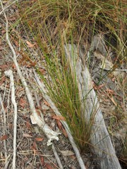 Juncus continuus