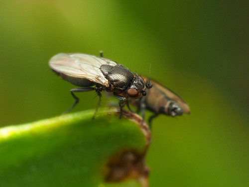 Small dung fly