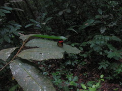 Batesia hypochlora