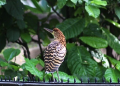 Tigrisoma lineatum