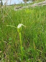 Pterostylis falcata
