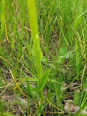 Pterostylis falcata
