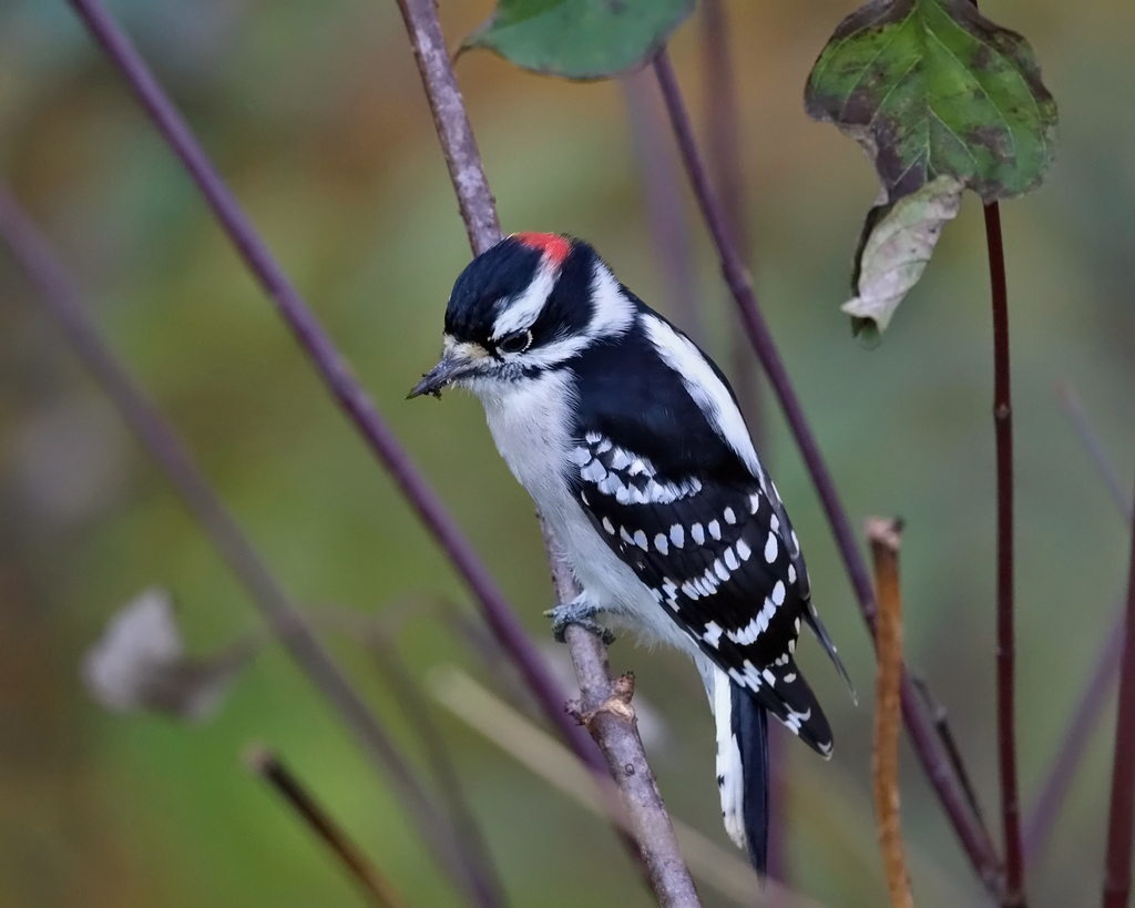 Downy Woodpecker