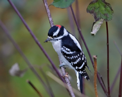 Downy Woodpecker photo 1
