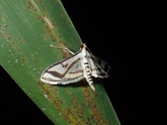 Perisyntrocha ossealis