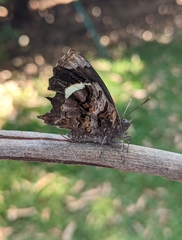 Ogyris abrota