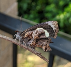 Ogyris abrota