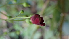 Scrophularia yoshimurae