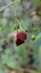 Scrophularia yoshimurae