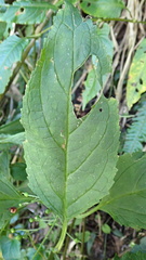 Scrophularia yoshimurae