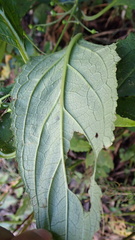 Scrophularia yoshimurae