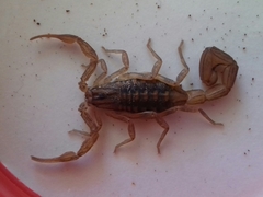 Centruroides limpidus