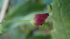 Scrophularia yoshimurae