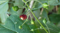 Scrophularia yoshimurae
