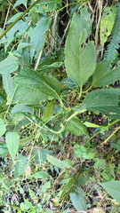 Scrophularia yoshimurae