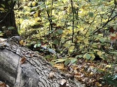 Troglodytes hiemalis