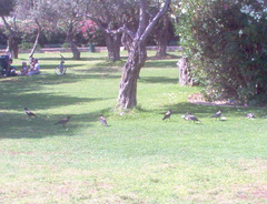 Corvus cornix