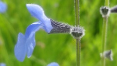 Salvia reptans