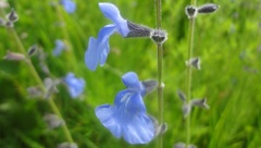 Salvia reptans