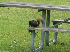 Sciurus carolinensis