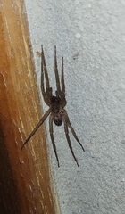 Xeropigo