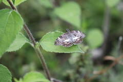 Chiomara georgina