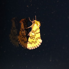 Chrysoecia dela