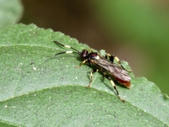 Cratichneumon paratus