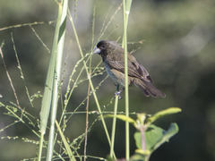 Sporophila nigricollis