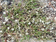 Sabulina nuttallii