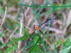 Aurotipula clara