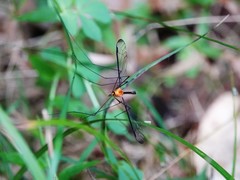 Aurotipula clara