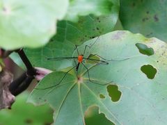 Aurotipula clara