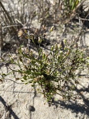 Erigeron canadensis pusillus