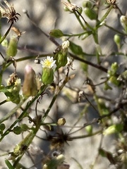 Erigeron canadensis pusillus