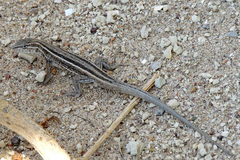 Liolaemus gracilis