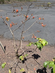 Brachychiton paradoxus