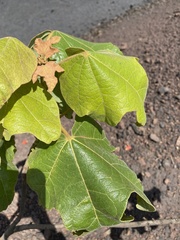 Brachychiton paradoxus