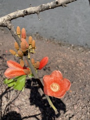 Brachychiton paradoxus