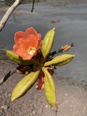 Brachychiton paradoxus