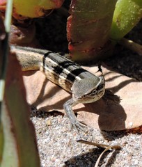 Liolaemus gracilis